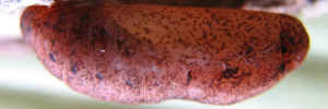 Pupae
